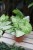 Syngonium ‘White Butterfly’ – efektowna roślina doniczkowa o jasnych liściach z kremowo-białym wybarwieniem i subtelnym zielonym obrzeżeniem.
