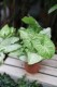 Syngonium ‘White Butterfly’ – efektowna roślina doniczkowa o jasnych liściach z kremowo-białym wybarwieniem i subtelnym zielonym obrzeżeniem.