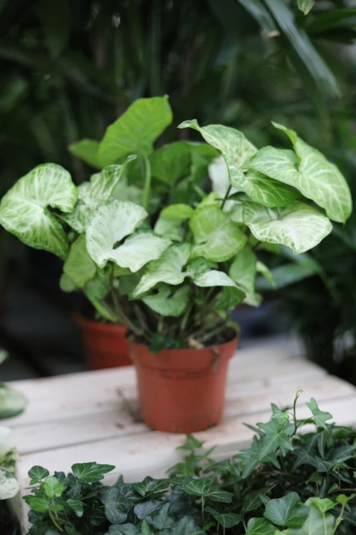 Syngonium ‘White Butterfly’ jako lekki, tropikalny akcent wnętrza – roślina doniczkowa dodająca przestrzeni świeżości i naturalnej elegancji.