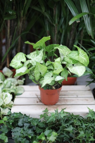 syngonium white butterfly