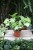 syngonium white butterfly