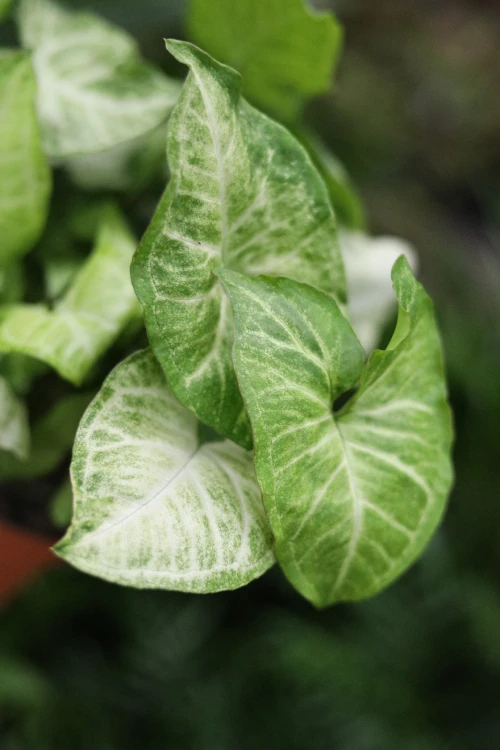 Zbliżenie liści Syngonium ‘White Butterfly’ ukazujące delikatne przejścia kolorystyczne oraz charakterystyczny, strzałkowaty kształt liści.