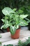 Syngonium Arrow (Zroślicha) M