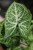 Syngonium ‘Arrow’ jako naturalny akcent wnętrza – tropikalna roślina doniczkowa, która wprowadza do przestrzeni świeżość, lekkość i egzotyczny klimat.