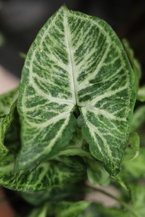 Syngonium ‘Arrow’ jako naturalny akcent wnętrza – tropikalna roślina doniczkowa, która wprowadza do przestrzeni świeżość, lekkość i egzotyczny klimat.