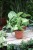 syngonium arrow