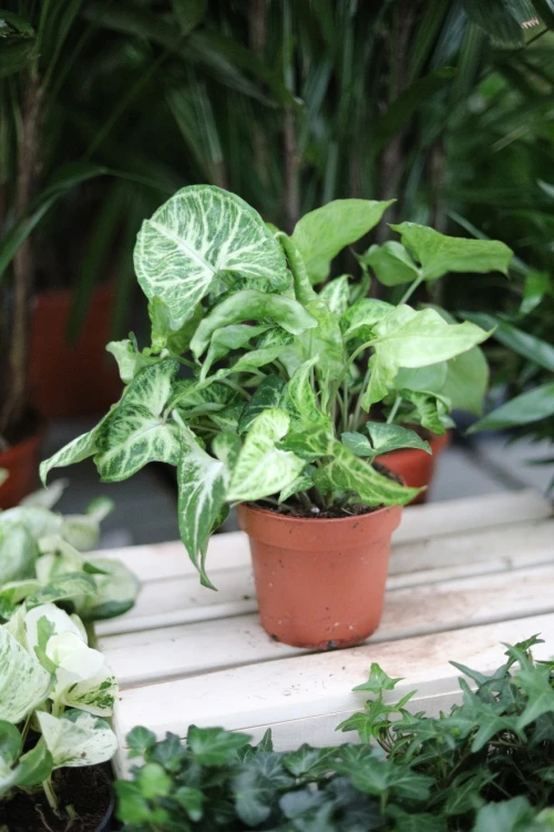 syngonium arrow