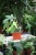 Philodendron ‘Florida Green’ – dekoracyjna roślina doniczkowa o charakterystycznych, głęboko powcinanych, zielonych liściach.