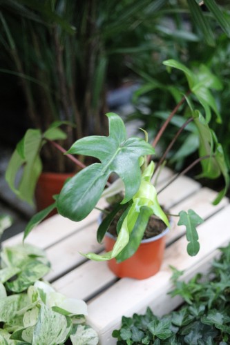 Philodendron ‘Florida Green’ jako egzotyczny akcent wnętrza – roślina doniczkowa, która wprowadza do przestrzeni świeżość, strukturę i naturalną elegancję.