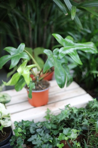 philodendron florida green