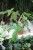 filodendron florida green