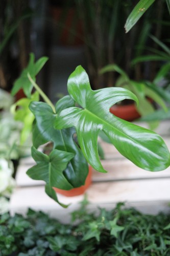 Zbliżenie liści Philodendron ‘Florida Green’ ukazujące ich dynamiczny kształt i intensywną zieleń. Roślina o tropikalnym, kolekcjonerskim wyglądzie.