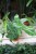Zbliżenie liści Philodendron ‘Florida Green’ ukazujące ich dynamiczny kształt i intensywną zieleń. Roślina o tropikalnym, kolekcjonerskim wyglądzie.