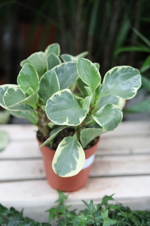 Peperomia obtusifolia ‘Variegata’ – dekoracyjna roślina doniczkowa o mięsistych, błyszczących liściach z kremowo-zielonym wybarwieniem.
