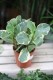 Peperomia obtusifolia ‘Variegata’ – dekoracyjna roślina doniczkowa o mięsistych, błyszczących liściach z kremowo-zielonym wybarwieniem.