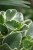 Zbliżenie liści Peperomia ‘Variegata’ ukazujące ich grubą, sukulentową strukturę i nieregularne, jasne przebarwienia. Roślina łatwa w uprawie.