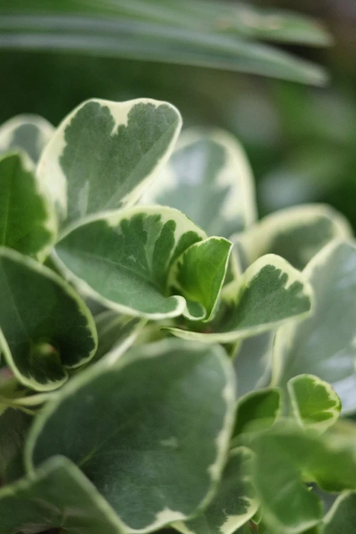 Zbliżenie liści Peperomia ‘Variegata’ ukazujące ich grubą, sukulentową strukturę i nieregularne, jasne przebarwienia. Roślina łatwa w uprawie.
