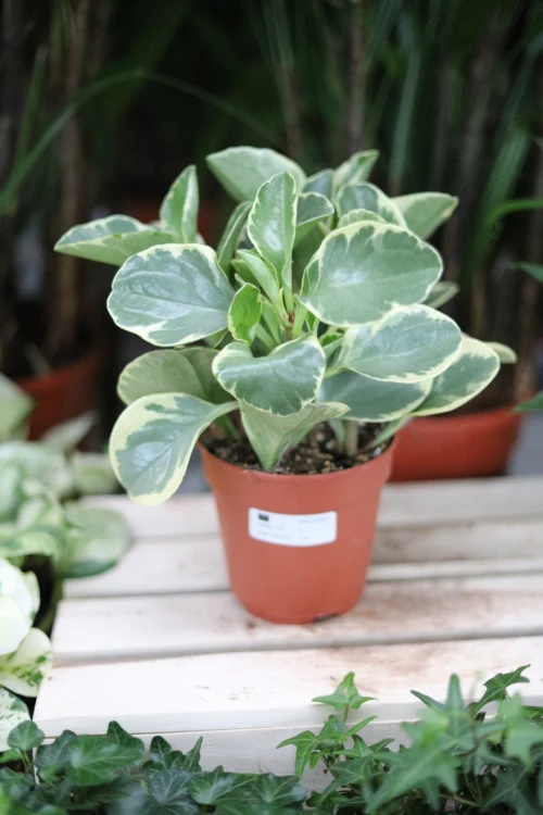 Peperomia obtusifolia ‘Variegata’ jako subtelny, naturalny akcent wnętrza – kompaktowa roślina doniczkowa wprowadzająca świeżość i lekkość do przestrzeni.