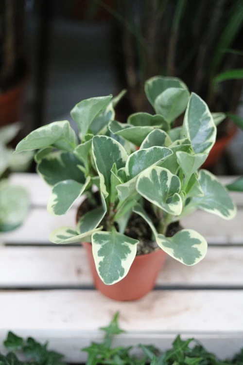Peperomia obtusifolia Variegata