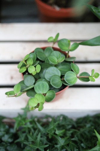 Peperomia ‘Hope’ – dekoracyjna roślina doniczkowa o drobnych, okrągłych, mięsistych liściach na delikatnie zwisających pędach.