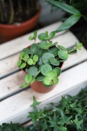 Zbliżenie liści Peperomia ‘Hope’ ukazujące ich soczystą zieleń i grubą, sukulentową strukturę. Roślina łatwa w pielęgnacji i bardzo dekoracyjna.