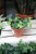 Peperomia ‘Hope’ jako subtelny, zielony akcent wnętrza – roślina doniczkowa idealna do półek, wiszących donic i nowoczesnych aranżacji.