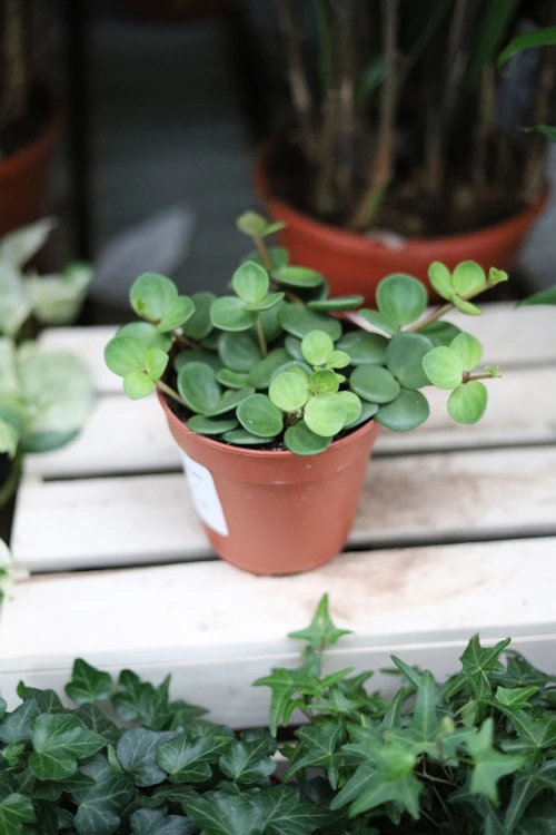Peperomia ‘Hope’ jako subtelny, zielony akcent wnętrza – roślina doniczkowa idealna do półek, wiszących donic i nowoczesnych aranżacji.
