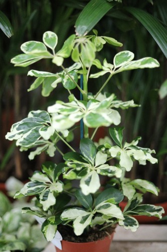 Schefflera arboricola ‘Charlotte’ – dekoracyjna roślina doniczkowa o błyszczących liściach z kremowo-zieloną variegacją.