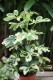 Schefflera arboricola ‘Charlotte’ – dekoracyjna roślina doniczkowa o błyszczących liściach z kremowo-zieloną variegacją.