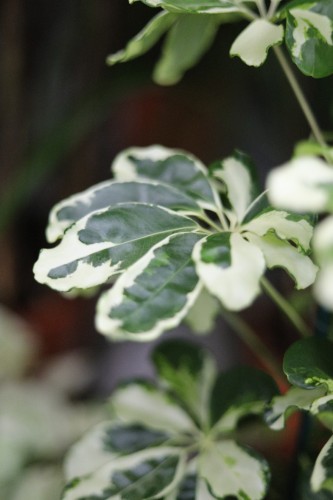 Zbliżenie liści Schefflera ‘Charlotte’ ukazujące ich promienisty układ i nieregularne, jasne przebarwienia. Roślina elegancka i łatwa w uprawie.