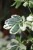 Zbliżenie liści Schefflera ‘Charlotte’ ukazujące ich promienisty układ i nieregularne, jasne przebarwienia. Roślina elegancka i łatwa w uprawie.