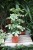 Schefflera arboricola ‘Charlotte’ jako jasny, naturalny akcent wnętrza – roślina doniczkowa wprowadzająca świeżość, lekkość i subtelną elegancję do przestrzeni.