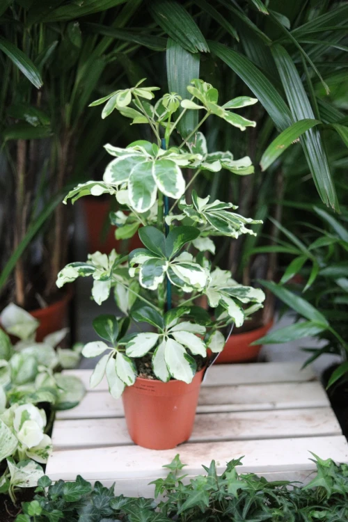 Schefflera arboricola ‘Charlotte’ jako jasny, naturalny akcent wnętrza – roślina doniczkowa wprowadzająca świeżość, lekkość i subtelną elegancję do przestrzeni.