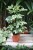 Schefflera arboricola ‘Charlotte’ to elegancka roślina doniczkowa o zielono-kremowych, variegowanych liściach. Idealna do wnętrz, biur i jasnych aranżacji.