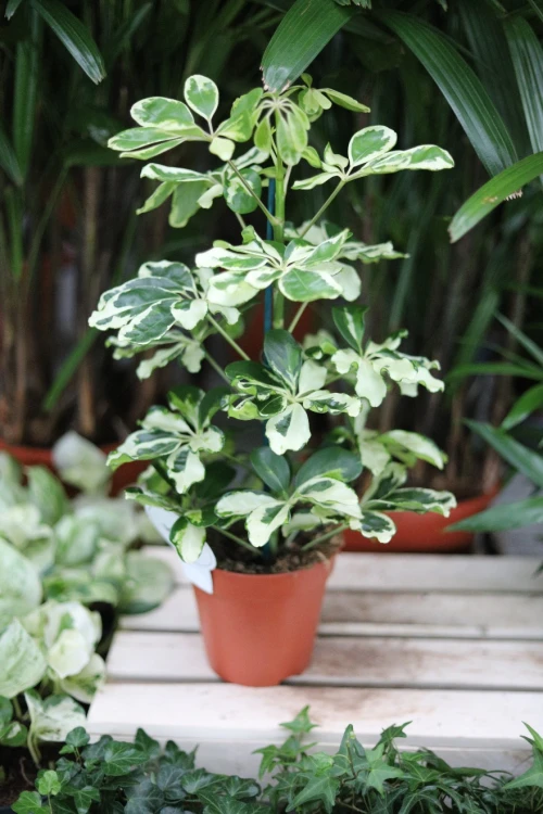 Schefflera arboricola ‘Charlotte’ to elegancka roślina doniczkowa o zielono-kremowych, variegowanych liściach. Idealna do wnętrz, biur i jasnych aranżacji.
