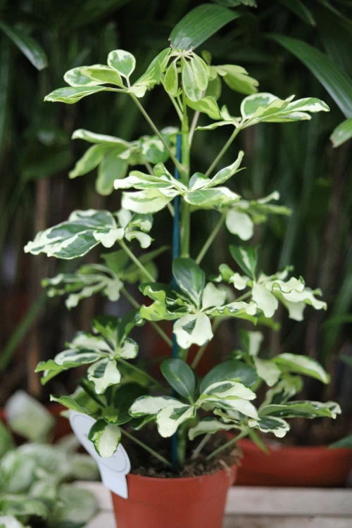 Schefflera arboricola ‘Charlotte’