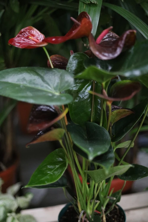 Anthurium ‘Giant Chocolate’ to kolekcjonerska roślina doniczkowa o dużych, ciemnych liściach i aksamitnej strukturze. Idealna do wnętrz i urban jungle.