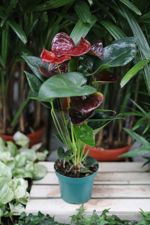 Anthurium ‘Giant Chocolate’
