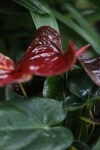 Anthurium Giant Chocolate (Anturium czekoladowe) L