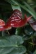 Anthurium ‘Giant Chocolate’ – wyjątkowa roślina doniczkowa o dużych, ciemnozielonych liściach i eleganckim, tropikalnym wyglądzie.