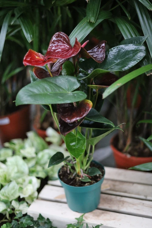 Anturium ‘Giant Chocolate’