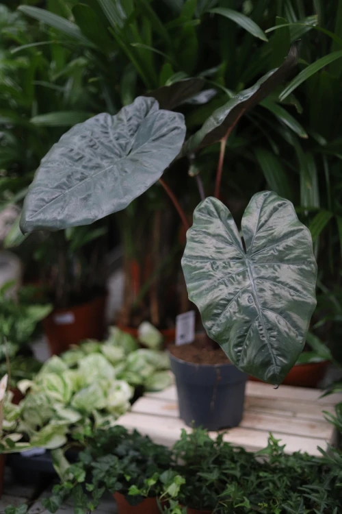 Alocasia sarawakensis ‘Yucatan Princess’ jako egzotyczny akcent wnętrza – roślina doniczkowa wprowadzająca do przestrzeni głębię, elegancję i tropikalny klimat.