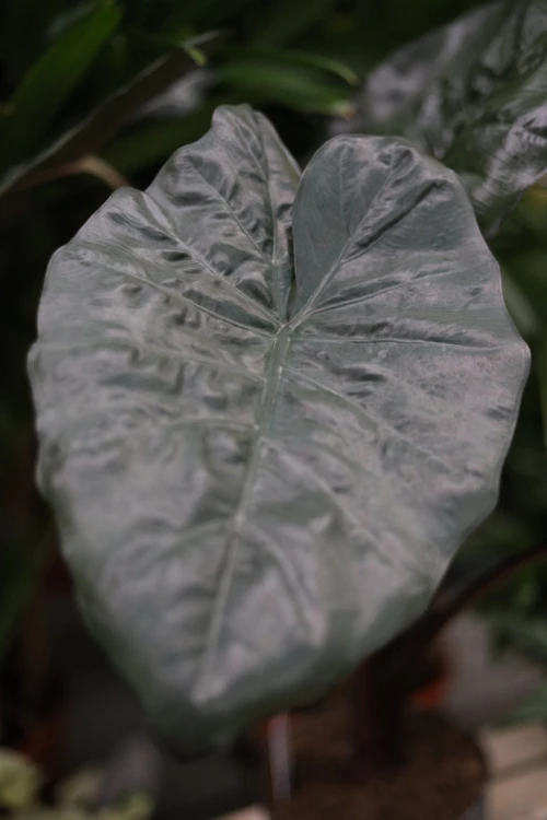Alocasia sarawakensis ‘Yucatan Princess’ to egzotyczna roślina doniczkowa o dużych, ciemnozielonych liściach i purpurowych łodygach. Idealna do wnętrz i urban jungle.