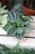 Peperomia caperata ‘Royal Princess’ – elegancka roślina doniczkowa o ciemnych, mocno karbowanych liściach i kompaktowym pokroju.