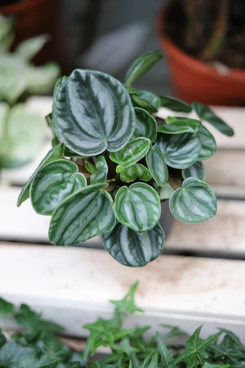 Peperomia caperata ‘Royal Princess’ – elegancka roślina doniczkowa o ciemnych, mocno karbowanych liściach i kompaktowym pokroju.