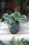 Peperomia caperata ‘Royal Princess’ jako stylowy akcent wnętrza – kompaktowa roślina doniczkowa dodająca przestrzeni elegancji i naturalnego charakteru.