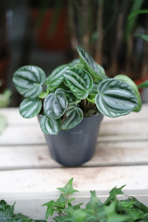 Peperomia caperata ‘Royal Princess’ jako stylowy akcent wnętrza – kompaktowa roślina doniczkowa dodająca przestrzeni elegancji i naturalnego charakteru.