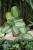 Maranta ‘Silver Band’
