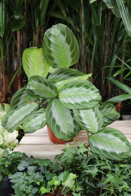 Maranta ‘Silver Band’