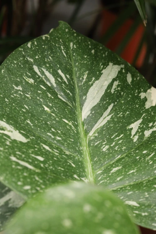 Monstera ‘Thai Constellation’